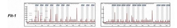 locations of sequencing primers for flt1 gene.jpg